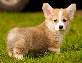 Tội danh nào cho những kẻ trộm chó đòi tiền chuộc