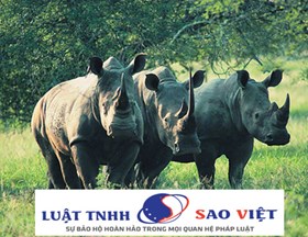 Vận chuyển trái phép sừng tê giác bị xử lý như thế nào?